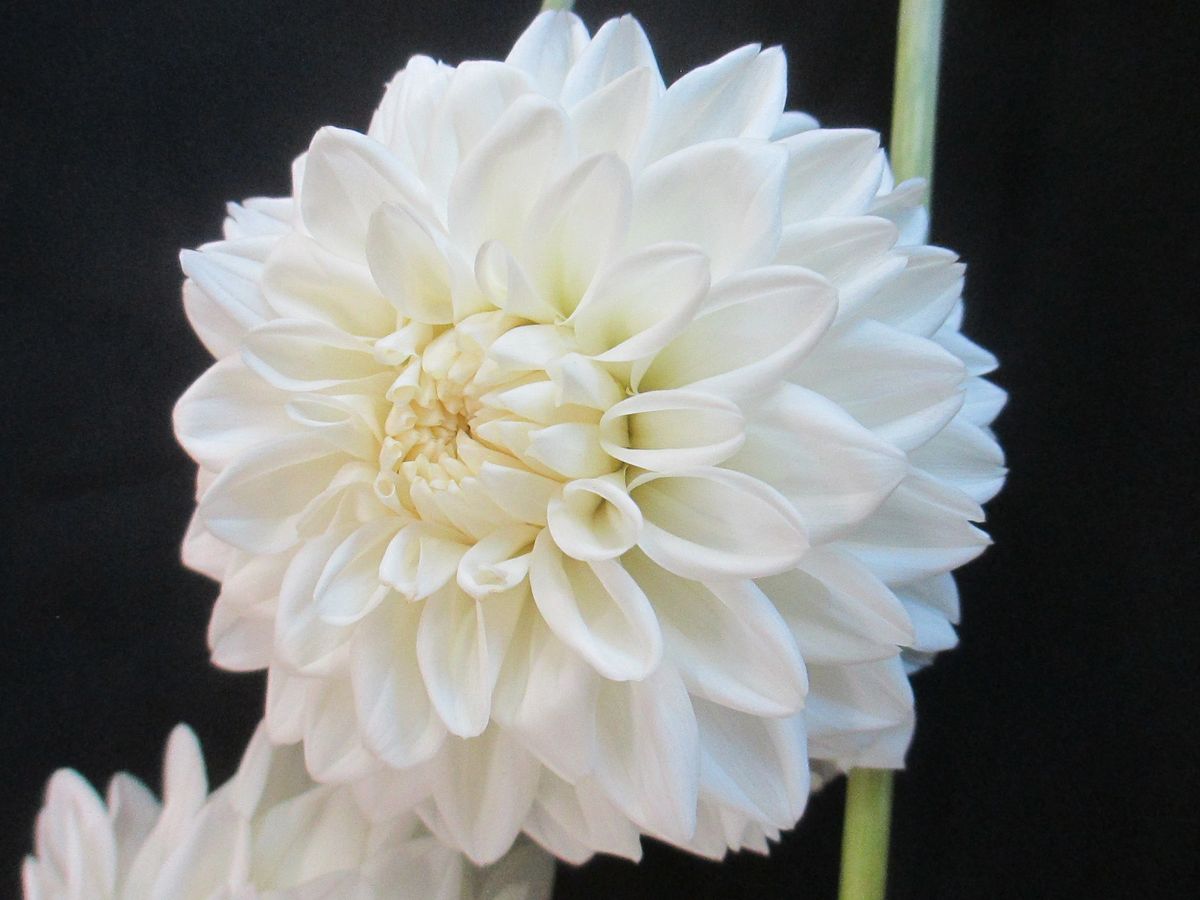 Blizzard An awesome white cut flower, long strong stems!!